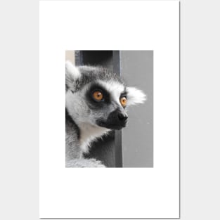 Ring Tailed Lemur Posters and Art